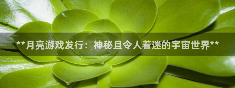 新城平台企业信息查询